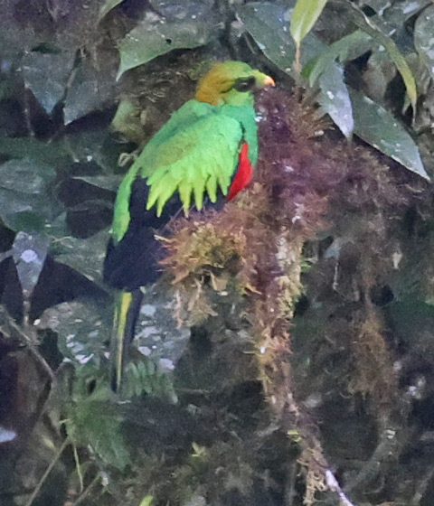Golden-headed Quetzal