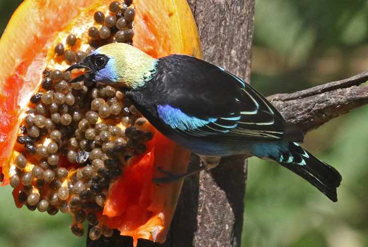 Golden-hooded Tanager