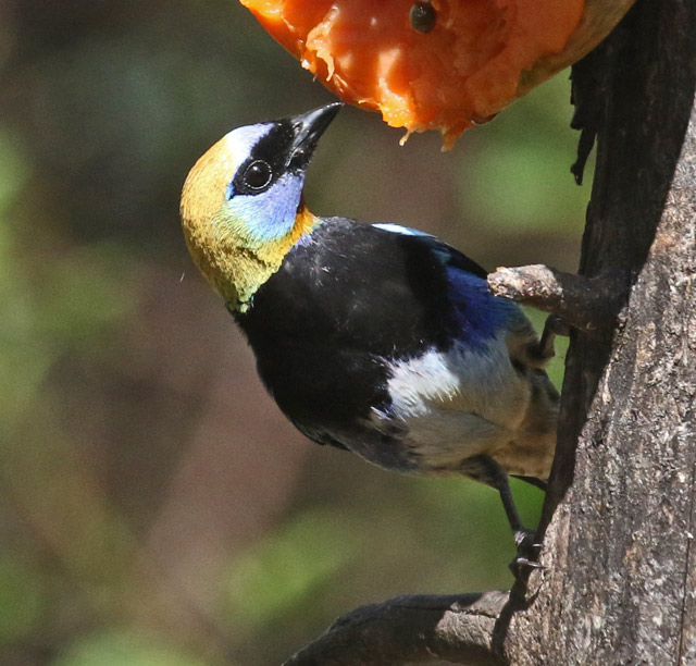 Golden-hooded Tanager