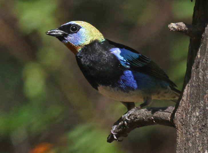 Golden-hooded Tanager