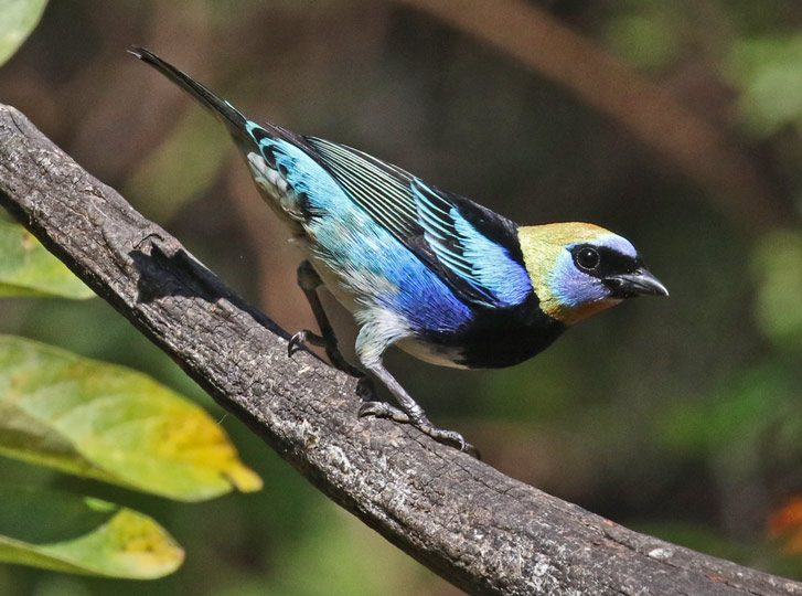 Golden-hooded Tanager