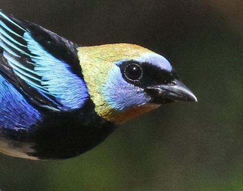 Golden-hooded Tanager