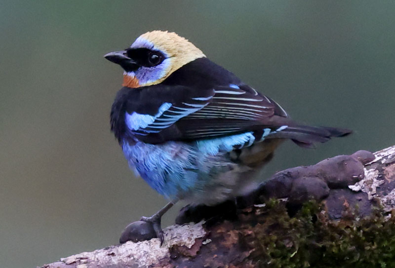 Golden-hooded Tanager