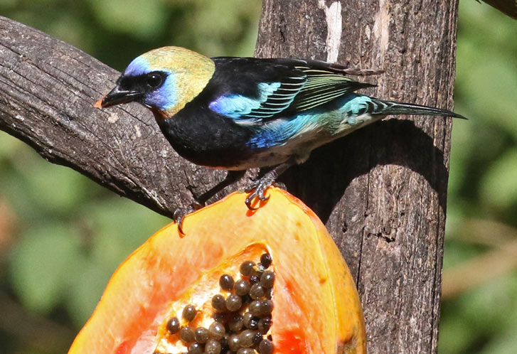 Golden-hooded Tanager