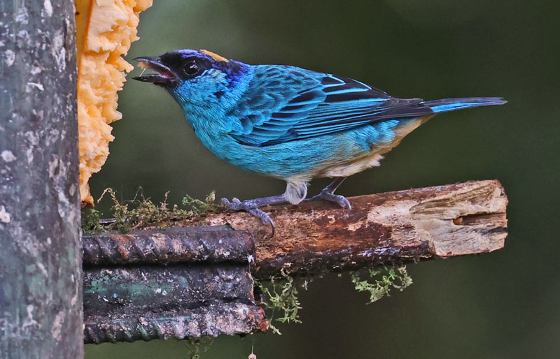 Golden-naped Tanager