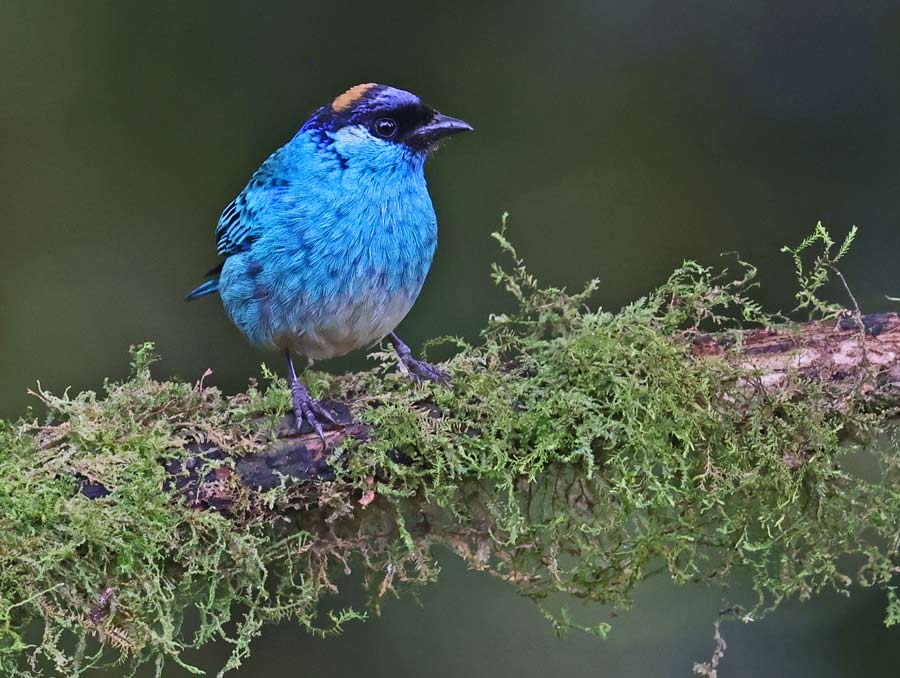 Golden-naped Tanager