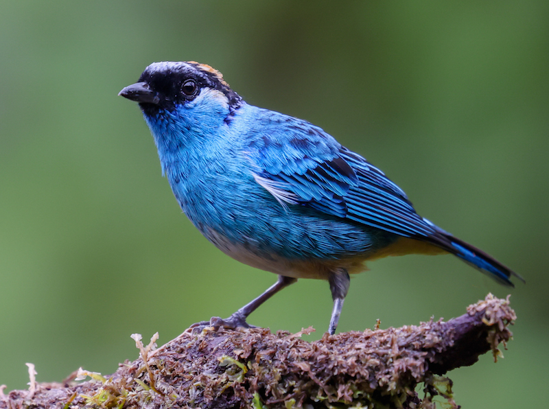 Golden-naped Tanager