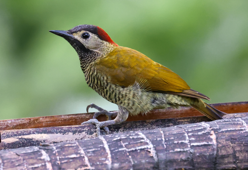 Golden-olive Woodpecker