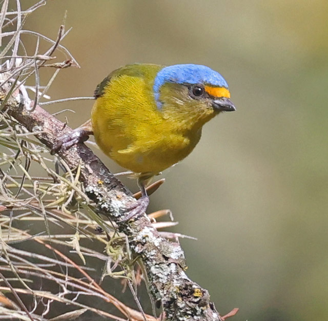 Golden-rumped Euphonia