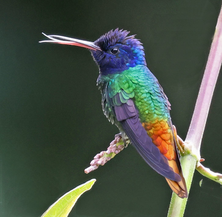 Golden-tailed Sapphire