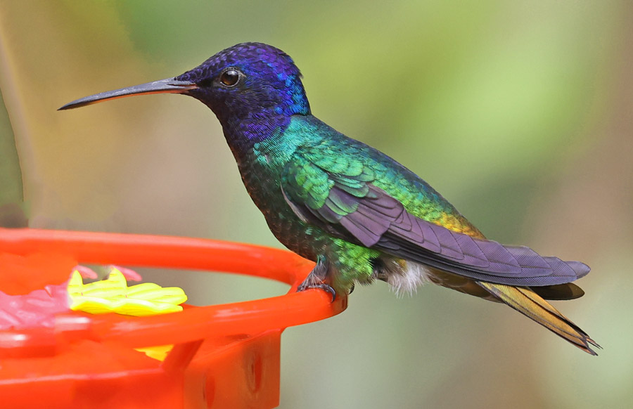 Golden-tailed Sapphire