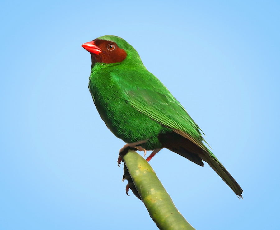 Grass-green Tanager