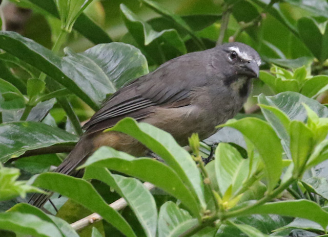 Grayish Saltator