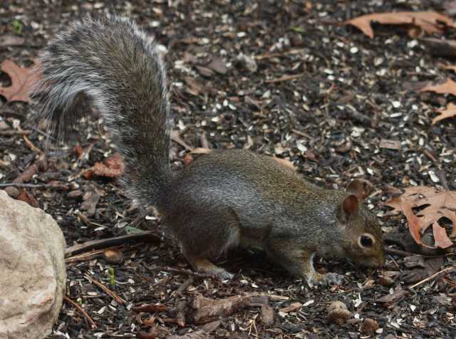 Gray Squirrel