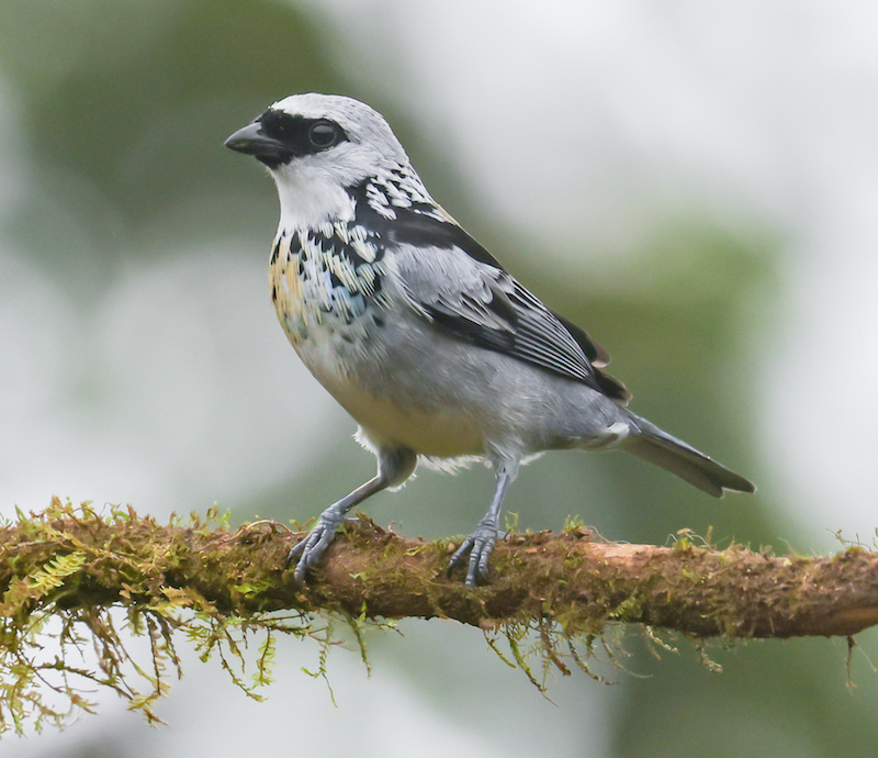 Gray-and-gold Tanager