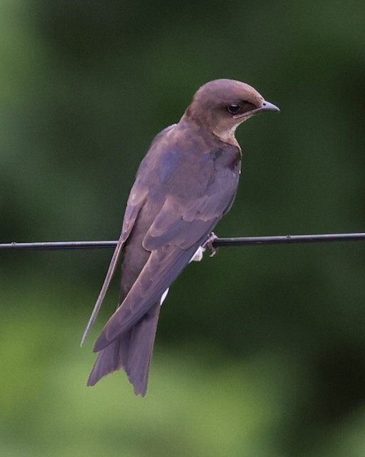 Gray-breasted Martin