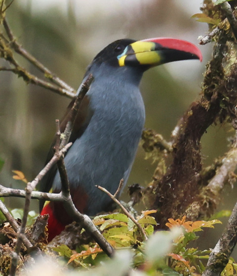 Gray-breasted Mountain-toucan