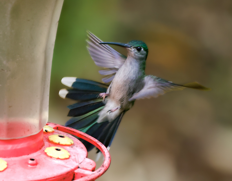 Gray-breasted Sabrewing