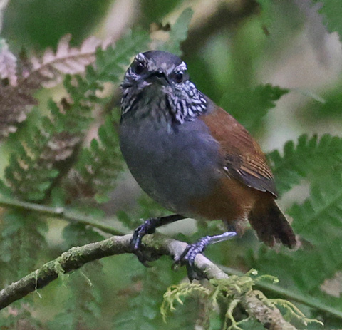 Gray-breasted Wood-wren