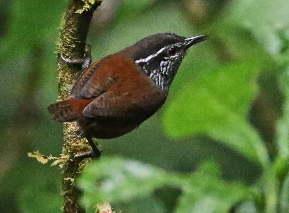 Gray-breasted Wood-wren