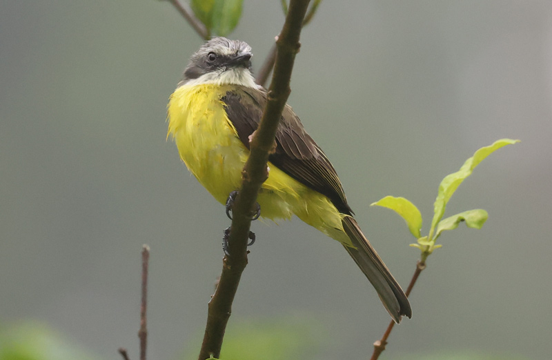 Gray-capped Flycatcher