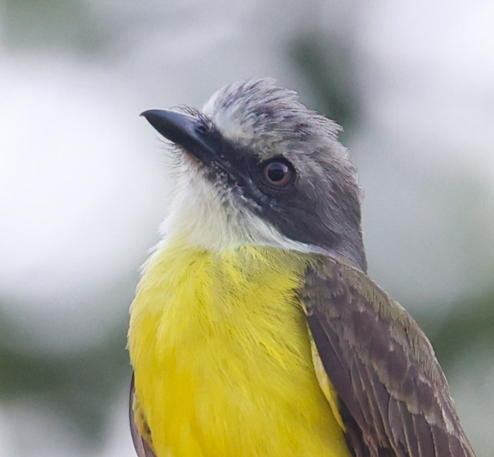 Gray-capped Flycatcher