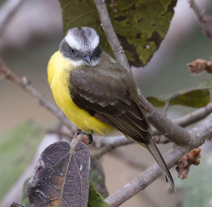 Gray-capped Flycatcher