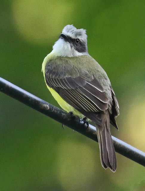 Gray-capped Flycatcher