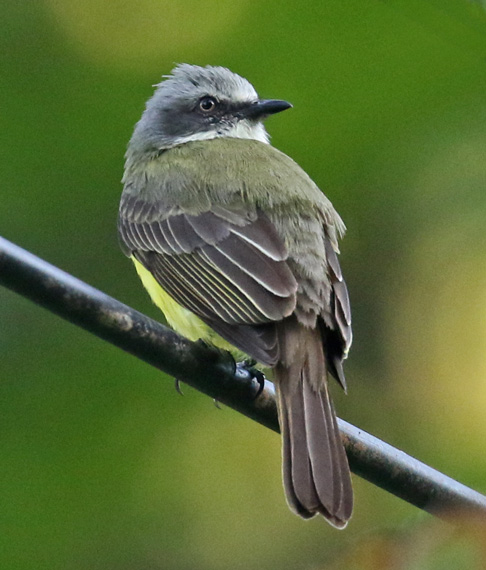Gray-capped Flycatcher