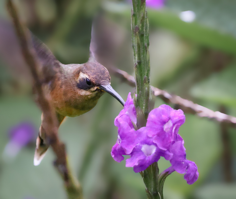 Gray-chinned Hermit