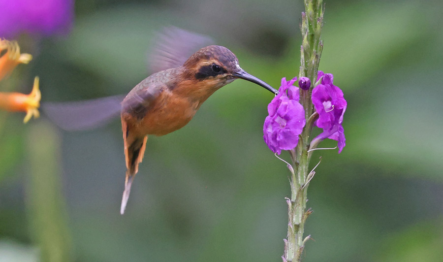 Gray-chinned Hermit