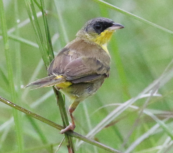 Gray-crowned Yellowthroat