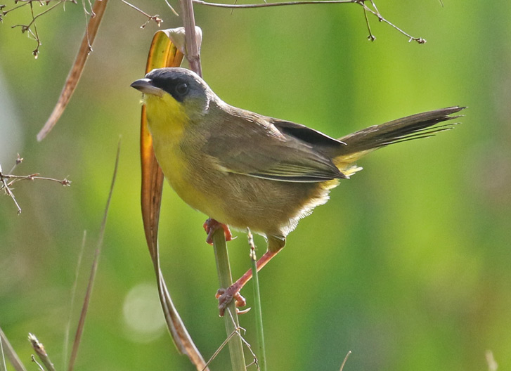 Gray-crowned Yellowthroat