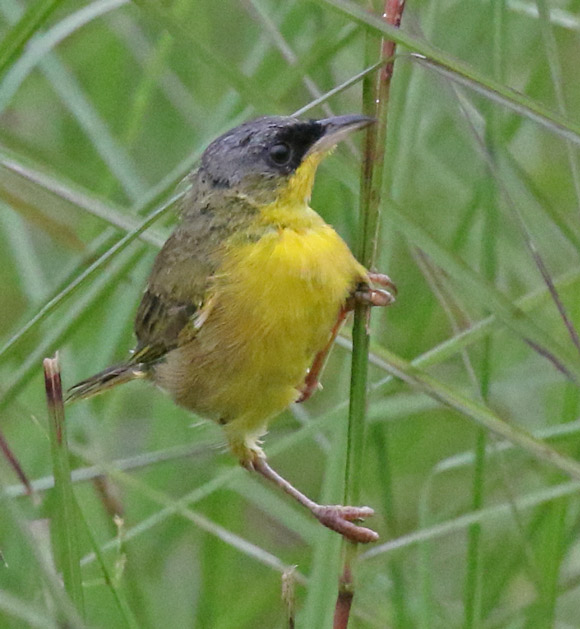 Gray-crowned Yellowthroat