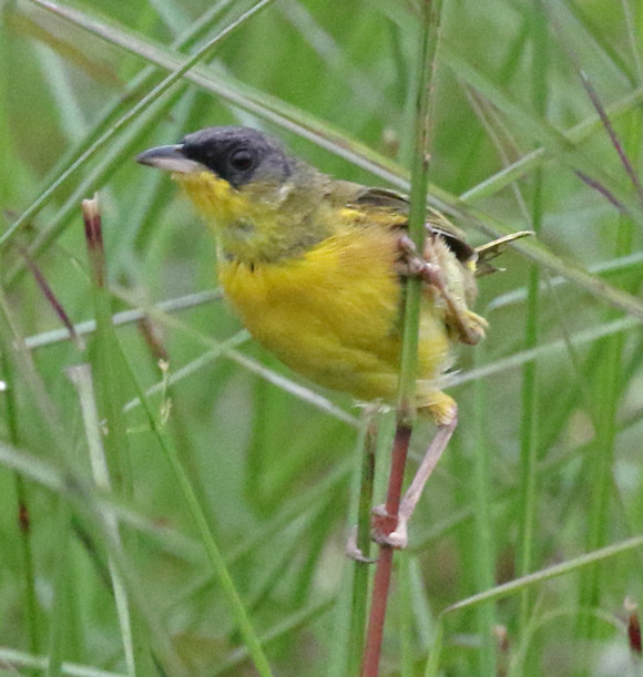 Gray-crowned Yellowthroat