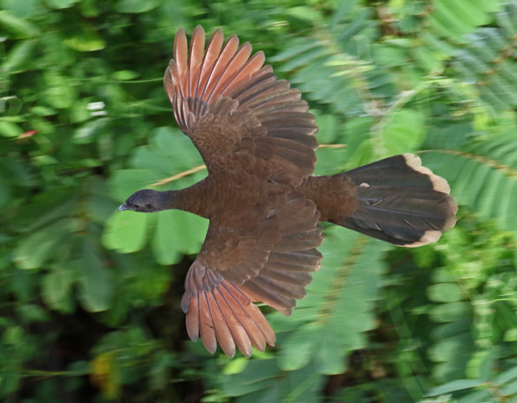 Gray-headed Chachalaca