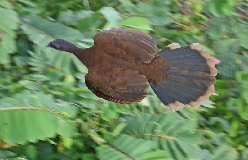 Gray-headed Chachalaca