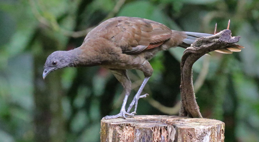 Gray-headed Chachalaca