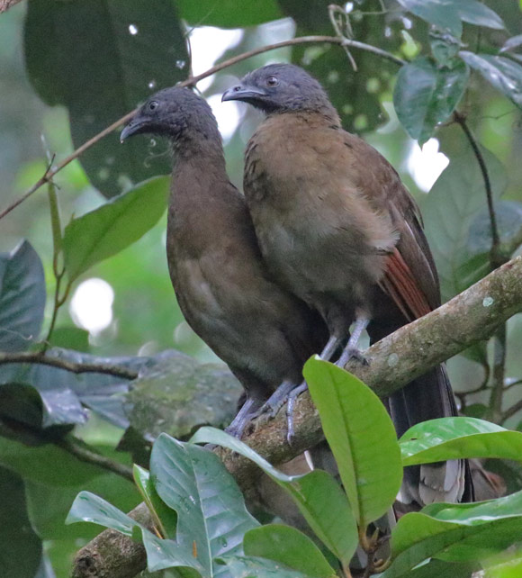 Gray-headed Chachalaca