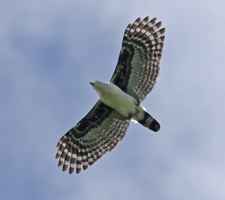 Gray-headed Kite