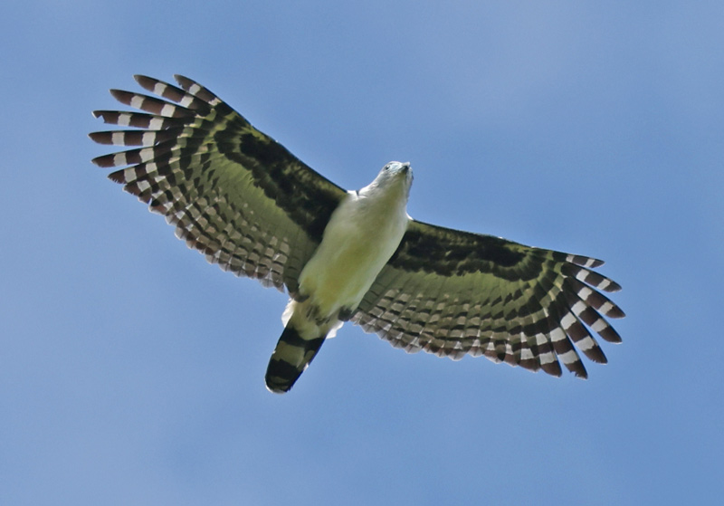 Gray-headed Kite
