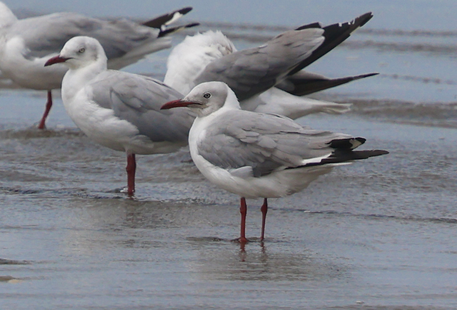 Gray-hooded Gull