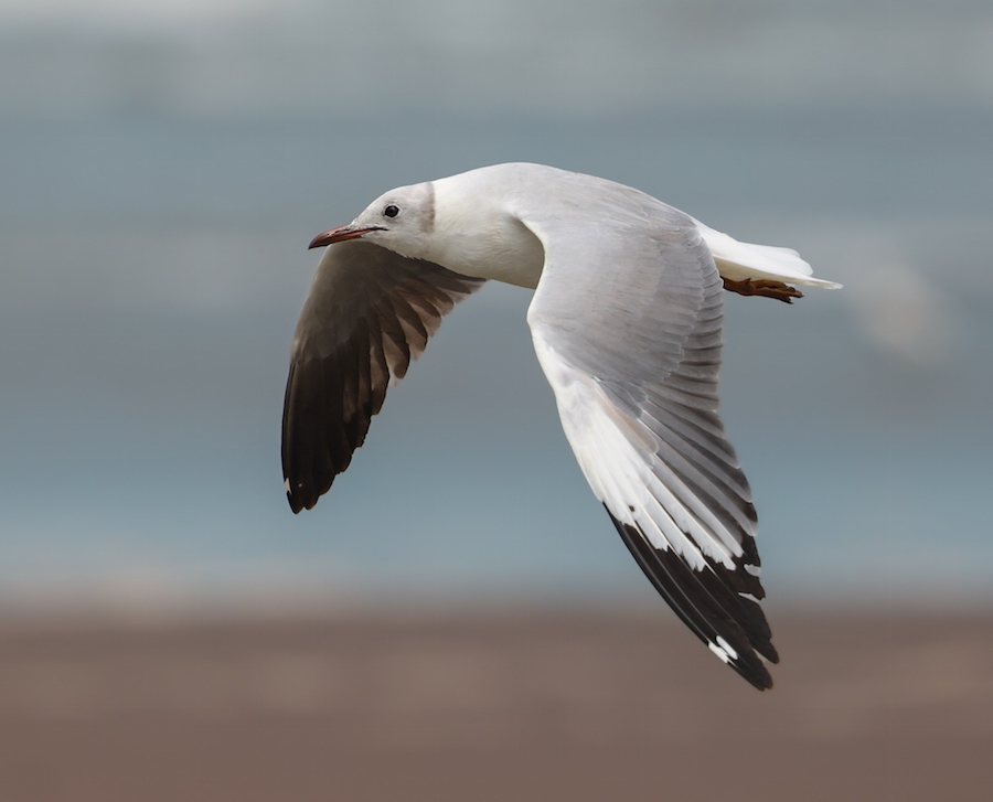 Gray-hooded Gull