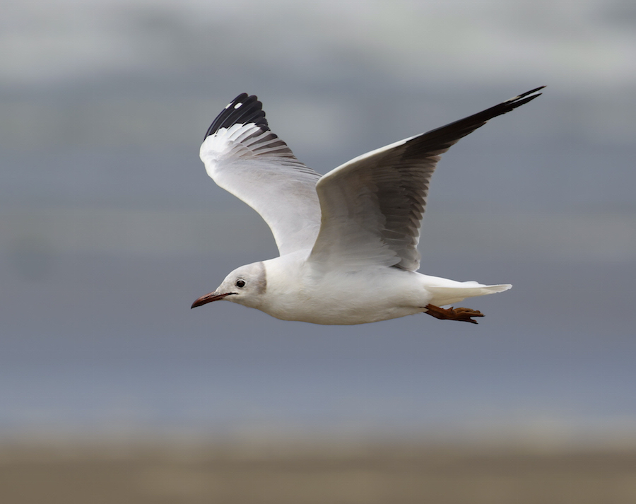 Gray-hooded Gull