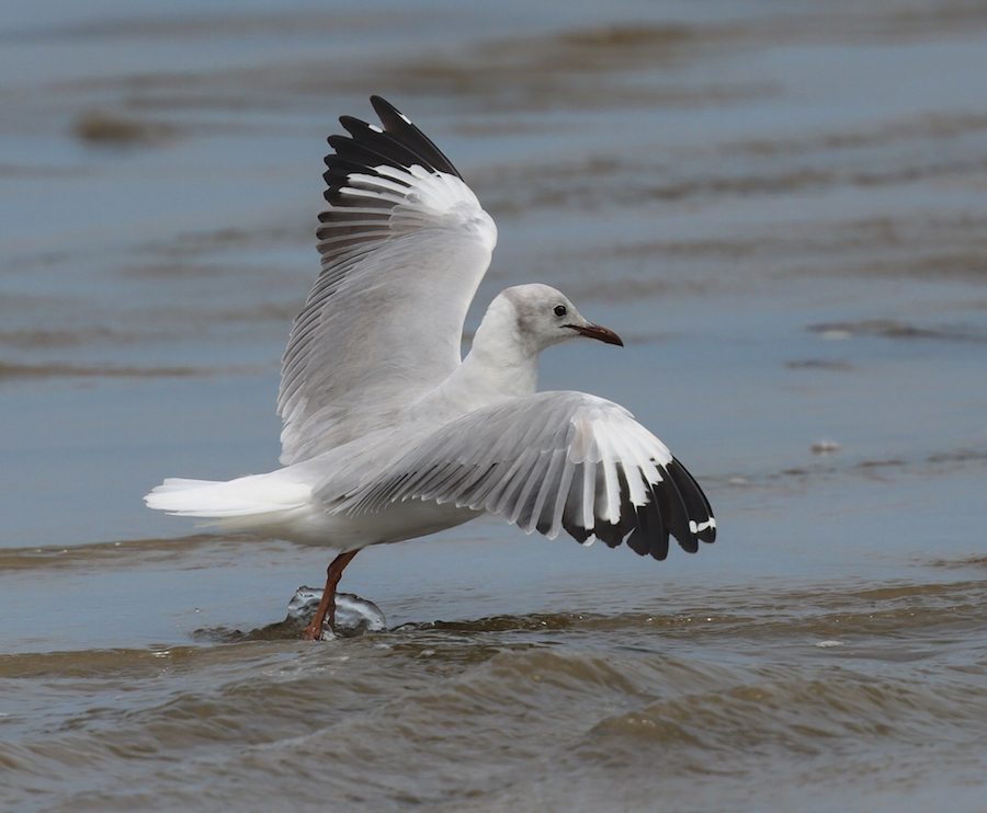 Gray-hooded Gull