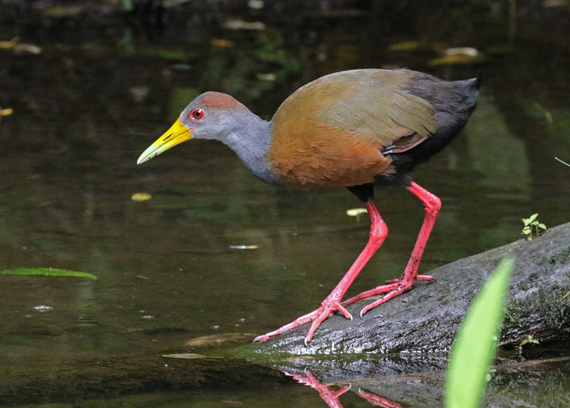Russet-naped Wood-rail
