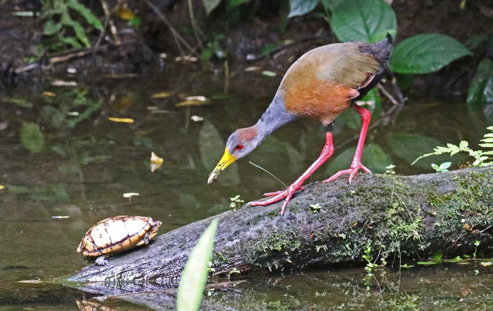 Russet-naped Wood-rail