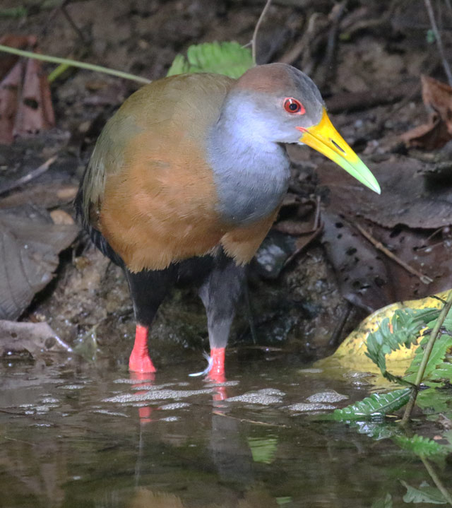 Russet-naped Wood-rail