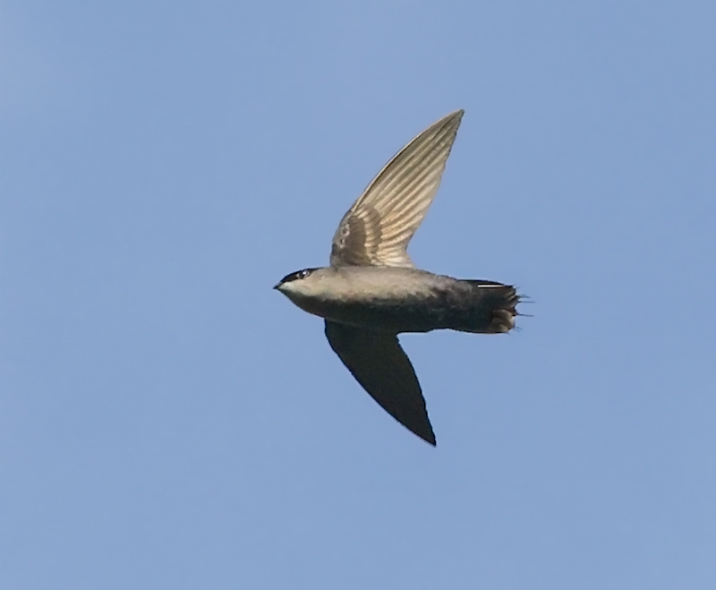 Gray-rumped Swift