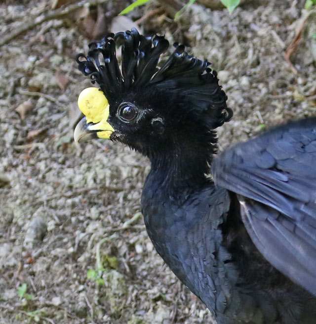 Great Curassow